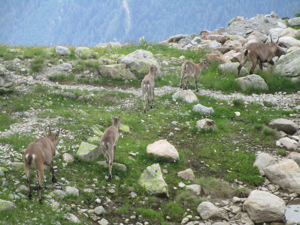 Bouquetins Haute Savoie