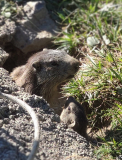 marmotte